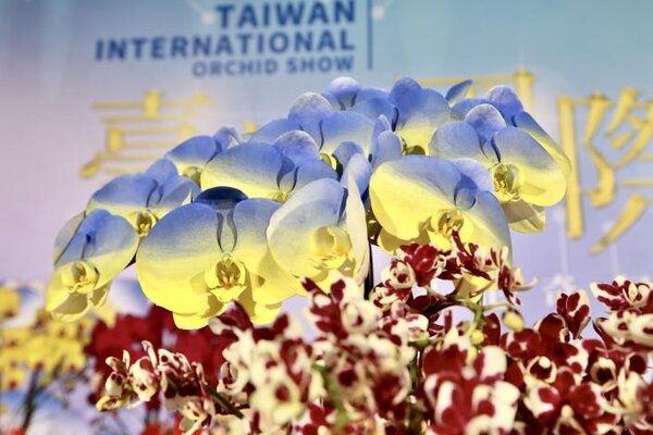 2022臺灣國際蘭展在暌違兩年後，即將於3／26至4／5在臺南後壁蘭花生物科技園區盛大登場。圖／台南市府提供