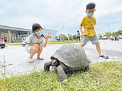 東港鵬村象龜村長大爆紅　頭回客變回頭客