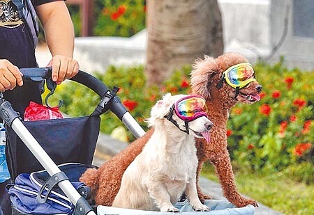 國內去年寵物登記未因疫情影響而減緩成長速度,衍生出食、醫、住、行、育、樂、用品等寵物商機具有無限想像空間。圖∕本報資料照片