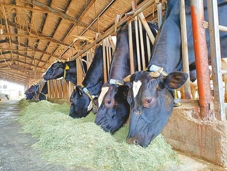 飼料成本漲3成，台南柳營酪農盼生乳收購價格提高。（張毓翎攝）