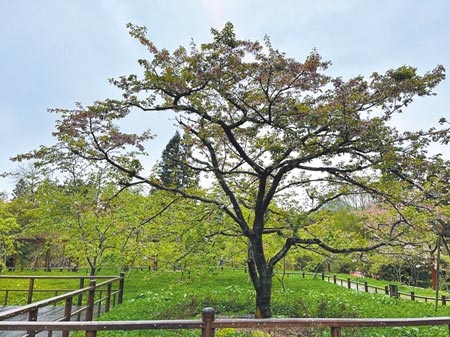 阿里山國家森林遊樂區內的染井吉野櫻櫻王受下雨影響，已長出許多綠葉。（張亦惠攝）