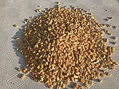 飼料漲不停　業者：國際穀物漲　仍不足反映成本