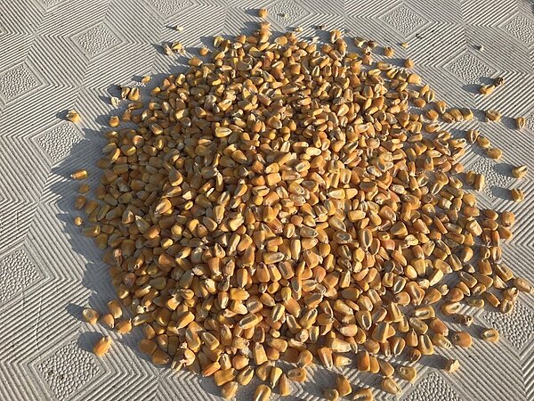 飼料玉米占養豬飼料的70%至75%,國際局勢多變,進口船期延遲不定,牽動整個養豬以及畜牧產業。圖/聯合報資料照片