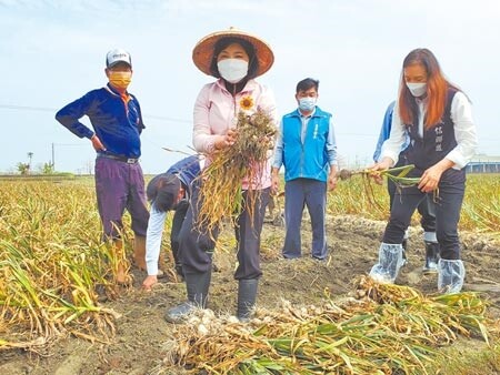 今年全台蒜頭面積雖然增加，但產量受氣候衝擊並未增加，雲林縣長張麗善（中）25日到東勢鄉聆聽蒜農心聲。（周麗蘭攝）