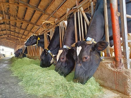 近日多家飼料業者表明將漲價，一旦調漲，勢必會影響農民成本，物價將更趨緊張。（張毓翎攝）