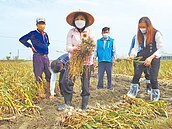 謠傳蒜頭產量增　蒜農盼農委會查明