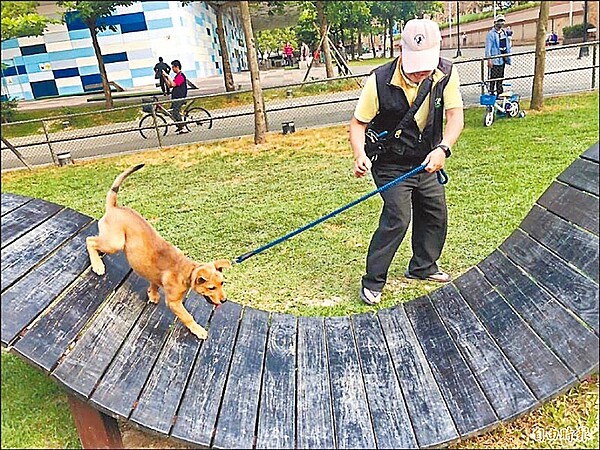 新北市動物保護自治條例上月25日實施，規定民眾外出遛狗未繫繩，將裁罰3000至1萬5000元。（新北市動保處提供／蔡雯如新北傳真）