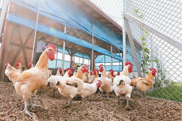 中華民國養雞協會下周將啟動土雞凍存計畫，預計凍存10萬隻雞，每台斤補貼2元。圖／中時電子報資料照片