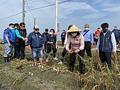 蒜頭將採收　雲林籲減進口、補助蒜農