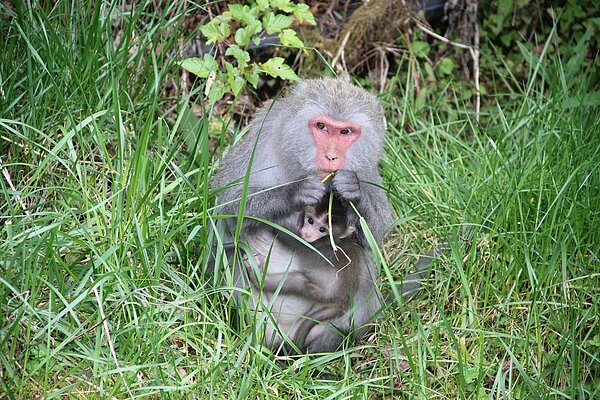 玉山地區的台灣獼猴母子吃草覓食,玉管處籲勿干擾,也應收好食物,以免引起獼猴覬覦。圖/玉管處提供