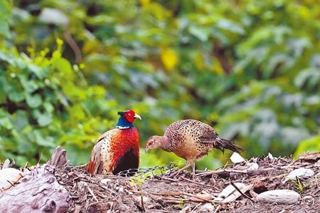 
知本溼地是環頸雉重要棲地，繁殖季常可見公鳥、母鳥成雙成對。（莊哲權攝）
