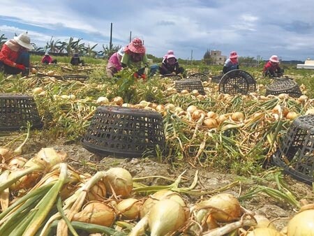 
受病害侵襲，恆春半島的洋蔥產量約減7成，賣價創歷年新高，15公斤小球收購價180元，比往年50元高出2倍多。（謝佳潾攝）
