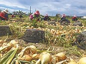 屏東洋蔥飆高價　農嘆產量減7成沒得賣