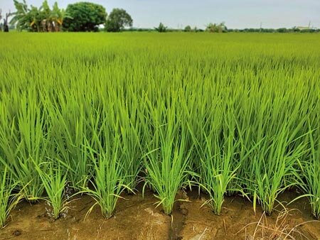 農委會去年起實施「稻作4選3」政策，2年4個期作中最多可選擇3期水稻申報交公糧，雲林適合種稻的良田多，莿桐鄉、大埤鄉稻農衝擊尤其大。（周麗蘭攝）