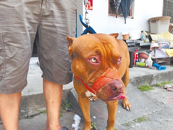 屏東崁頂鄉2歲女童與阿姨3日外出散步時，慘遭貌似比特犬的混種犬攻擊。農業處人員前往調查，該犬仍一臉凶惡。（翻攝畫面／謝佳潾屏東傳真）