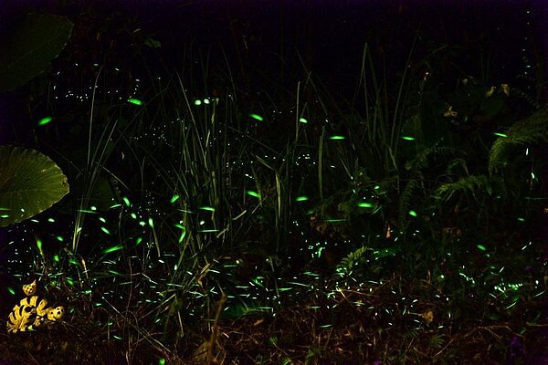 南投縣2022年螢況不錯,「日月潭賞螢區」的埔里鎮郊3月中下旬就見螢火蟲現蹤。圖/陳琪元提供