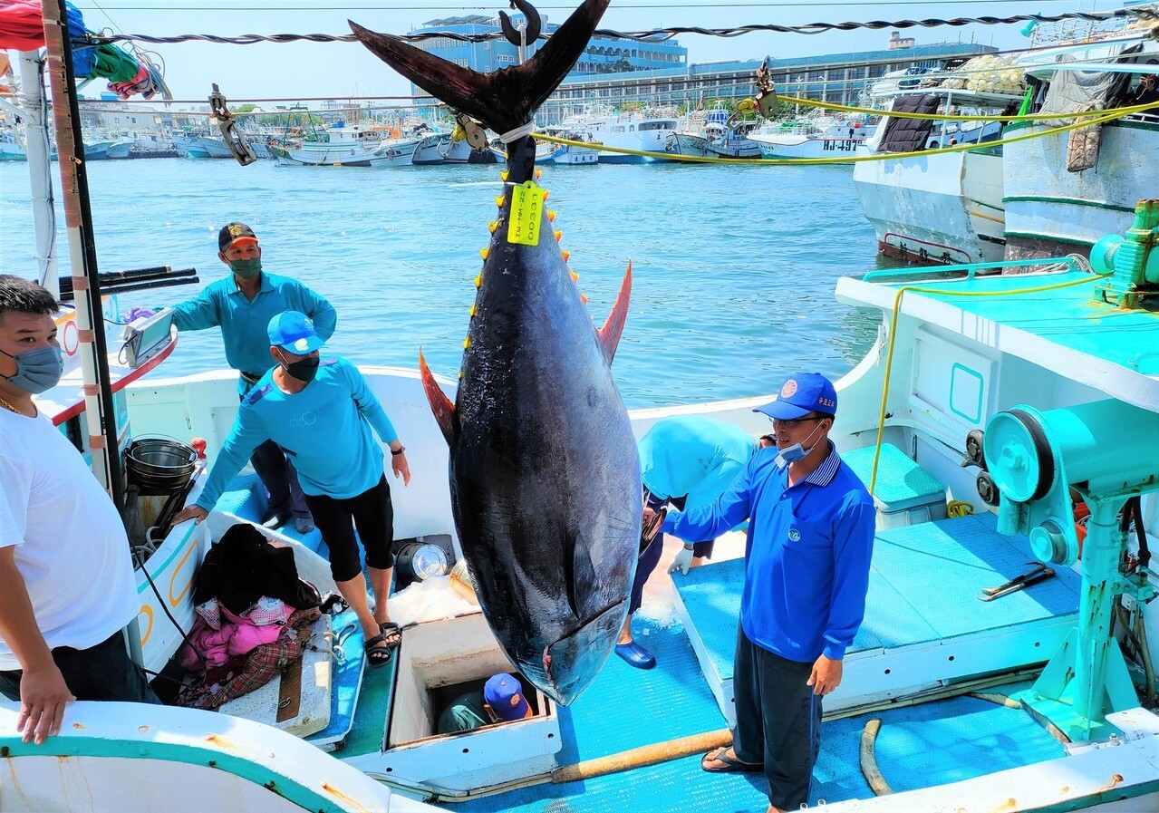 37歲的「榮漁滿號」船長陳金平（右）昨天捕獲屏東「第一鮪」，今天上午在東港魚市場驗魚確認。記者潘欣中／攝影 