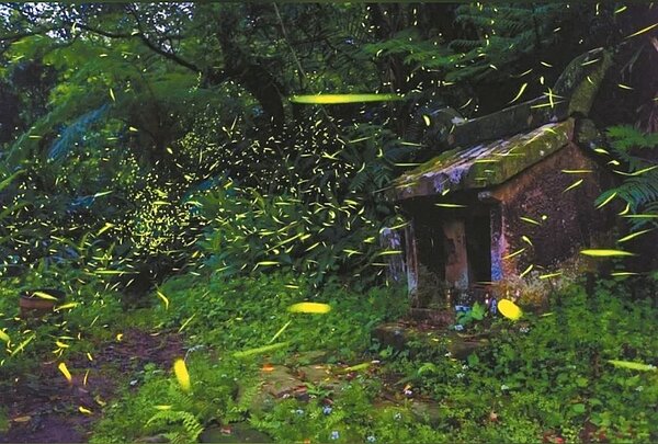 每年4到5月是觀賞螢火蟲季節,新北童樂節在新北郊區辦20場次免費賞螢活動。圖/新北市農業局提供