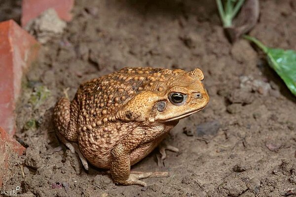 名列世界百大入侵種的海蟾蜍,眼耳後方有明顯凸起的毒腺。圖/楊懿如提供
