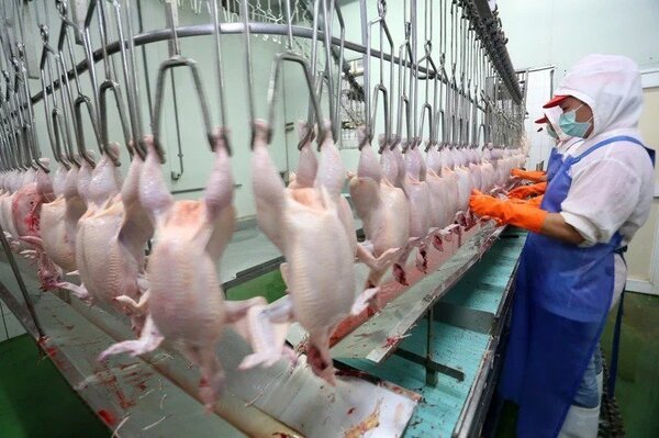 農委會昨才表示未拍板放寬任何進口雞肉防檢疫規定，進口業者仍依照現行規範由非禽流感疫區進口。圖／聯合報資料照片