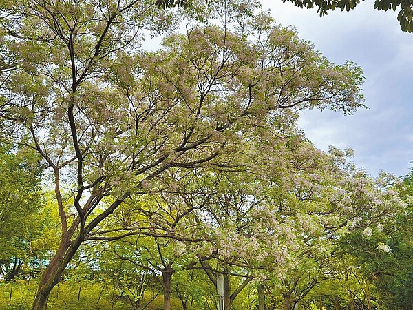 新北市中和四號公園內小土丘旁種植數十棵苦楝樹，如今苦楝花開、滿樹粉紫。（新北市景觀處提供／葉書宏新北傳真）