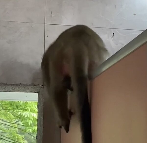 遊客在天祥地區公廁,驚見獼猴闖入女廁,從上方隔板偷窺廁間。圖/讀者提供
