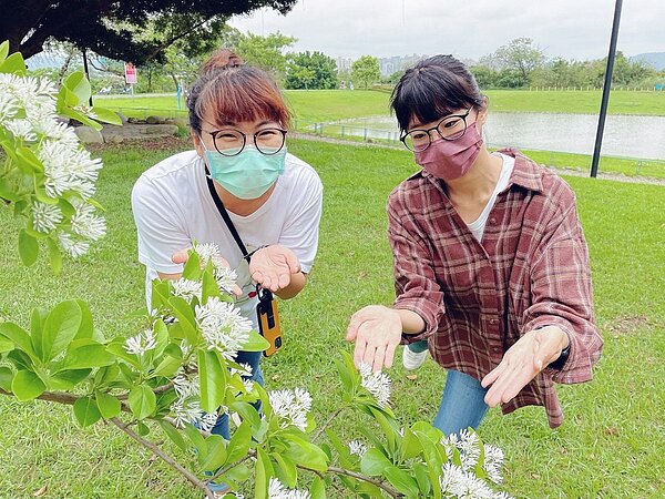 流蘇枝幹堅實而耐風，喜歡通風而溫暖多濕的環境，花開時妝點在綠意盎然的枝條上，令人感覺像是棉花糖點綴在樹梢。圖／新北高灘處提供