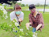 河濱再飄四月流蘇雪　沐心池、金色水岸成絕佳觀賞點
