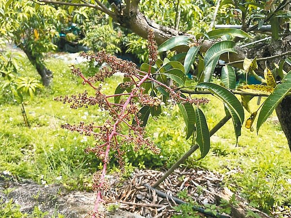 高雄市芒果受損,卻被排除在救助之列,農友苦不堪言。 圖/記者王昭月翻攝