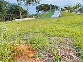 桃園紅火蟻災區冠全台　2.5億打水漂