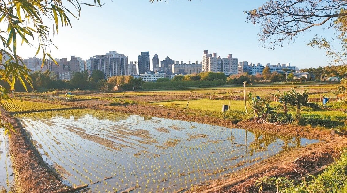 桃園1期稻作插秧完畢,受桃園航空城計畫徵收影響,農地大幅減少衝擊代耕業收入。記者鄭國樑/攝影
