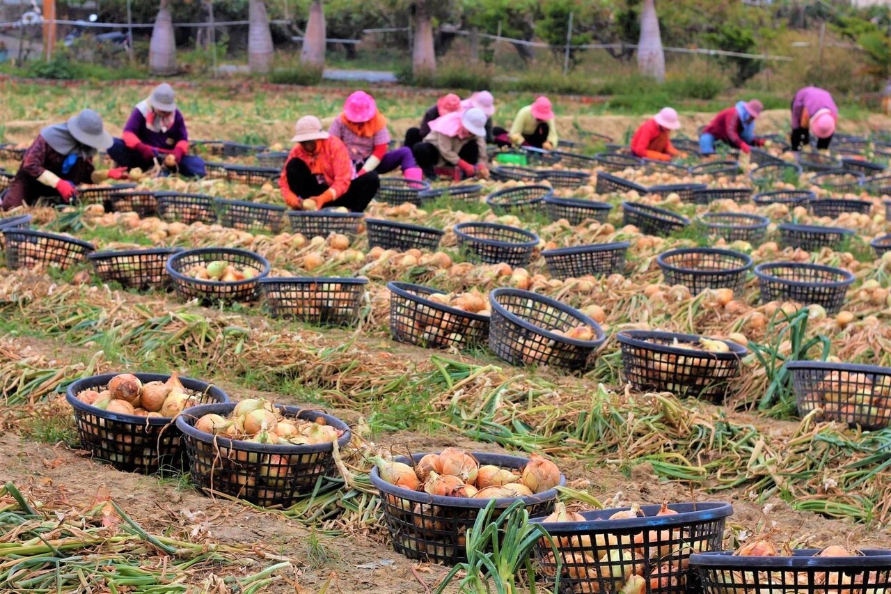 屏東縣恆春半島洋蔥年初發生大規模病害減產近半，賣相最好的15公斤裝大球洋蔥，產地收購價開出310元的歷史新高價，消費者發現今年洋蔥變得「貴森森」，買氣也縮手。記者潘欣中／攝影 