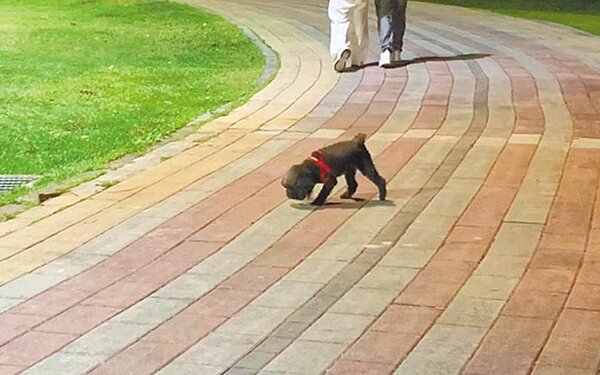 民眾常在公園看到有人遛狗未繫繩,台北市議員潘懷宗調閱資料發現,市府自2016年到今年4月11日開出82張勸導單,只有1件遭裁處。圖/台北市議員潘懷宗研究室提供