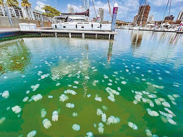 台南安平海域因有機物豐富,最近水母大爆發。(台南市議員李啟維提供/程炳璋台南傳真)