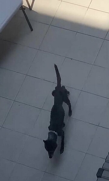 台南市南區傳出大樓有虐狗情況。圖/民眾提供