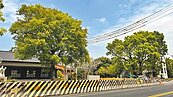 台南後壁道路拓寬　保留百年老樹