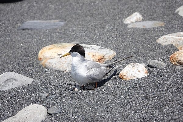 宜蘭縣政府農業處公告鄰近神秘沙灘出海口附近為二級保育鳥類「小燕鷗繁殖區」,一年多來復育成效不錯。圖/讀者提供