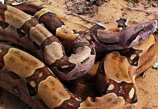 根據農委會林務局鑑定,該蛇為紅尾蚺、巨蚺,非本土種,且台灣野外沒有族群,研判是寵物。示意圖/維基百科