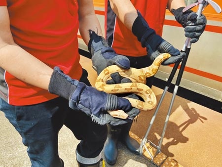蟒蛇在消防人員的手上，溫和不具攻擊性。（吳佩蓉攝）