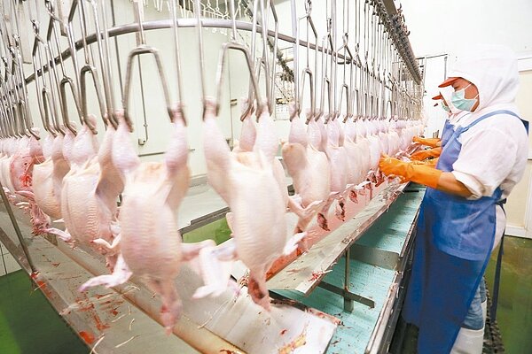 台北畜產公司家禽批發市場每日交易6萬隻家禽,儘管目前大型禽隻進北畜,都需檢附健康檢驗證明,但去年仍有一批雞隻含抗生素超標。示意圖/聯合報系資料照