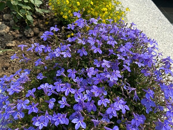 臺北玫瑰園紫色系襲捲新生公園。圖/台北市府提供