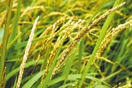 圖∕本報資料照片