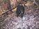 台灣黑熊出沒　八通關古道4月以來通報6起