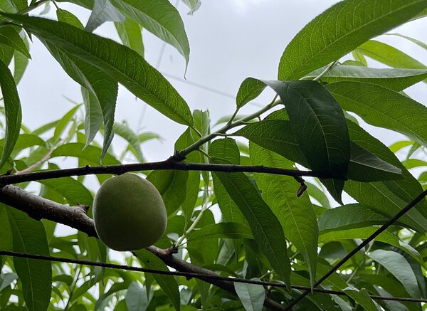 桃寒流天然災害現金救助受理申請。圖／台中市府提供