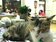 日本研究：貓咪認得同住「貓室友」的名字