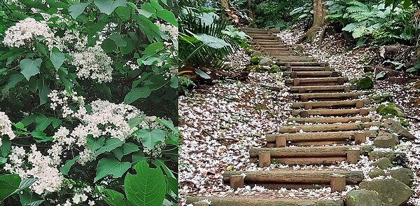 又到了油桐花開季節,每年4至5月油桐花在新北各地盛開妝點,剛好新北三芝地區就是桐花最密集區域。圖/新北市政府提供