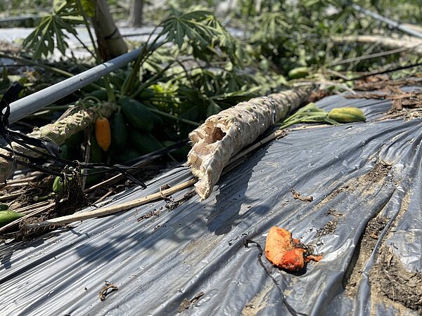 詹智強種植的木瓜被強風吹到攔腰折斷、橫躺田中,木瓜與枝幹屍橫遍野。圖/記者莊祖銘攝影