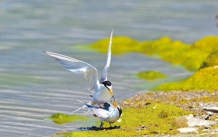 
每年夏天都會有小燕鷗到知本溼地談戀愛、繁殖下一代，保育人士呼籲大家重視這片棲地。（莊哲權攝）
