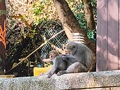 台灣獼猴不當飼養　高雄居冠