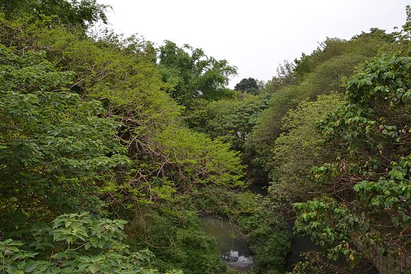 台南市政府已爭取到南區哈赫納爾森林的景觀改善經費,下半年施工,明年完工。記者鄭惠仁/攝影